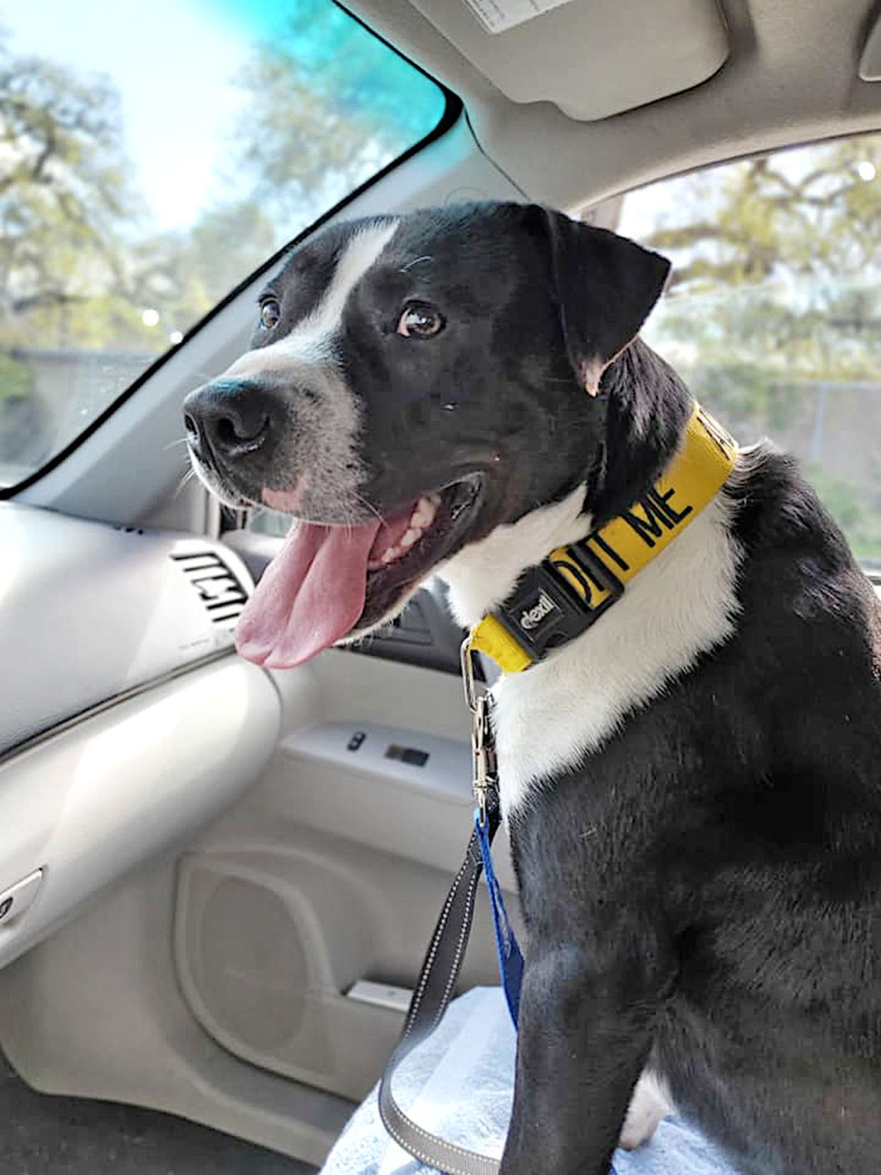 Adopt a Pet | Woodrow